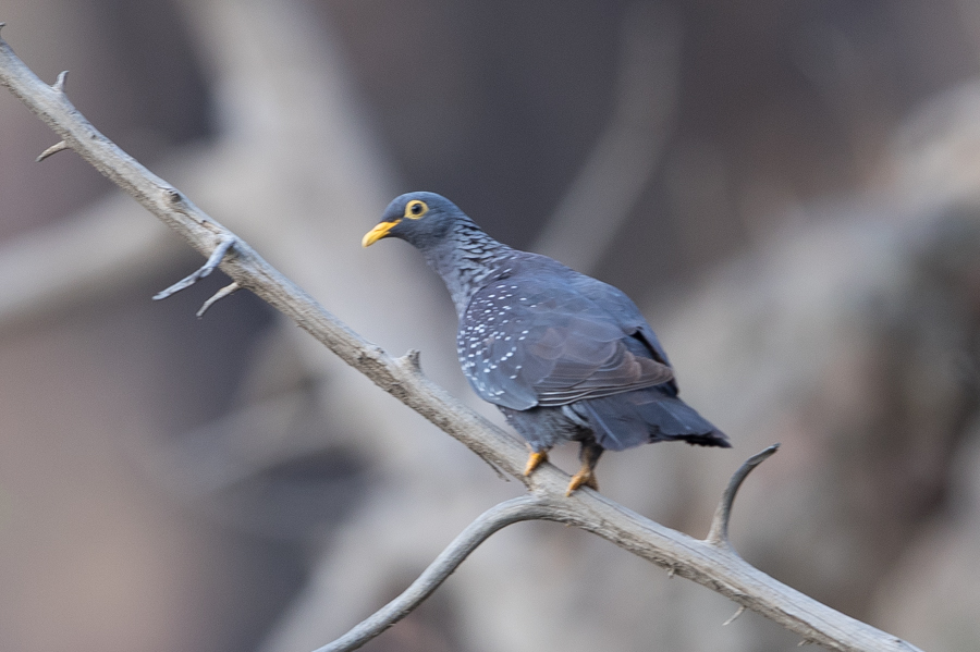 African Olive Pigeon 