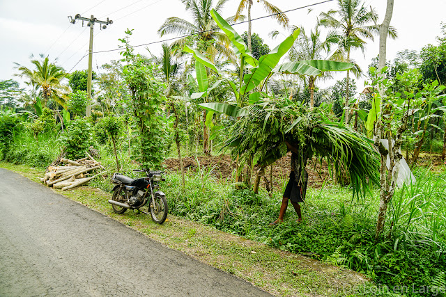 Région de Kintamani - Bali