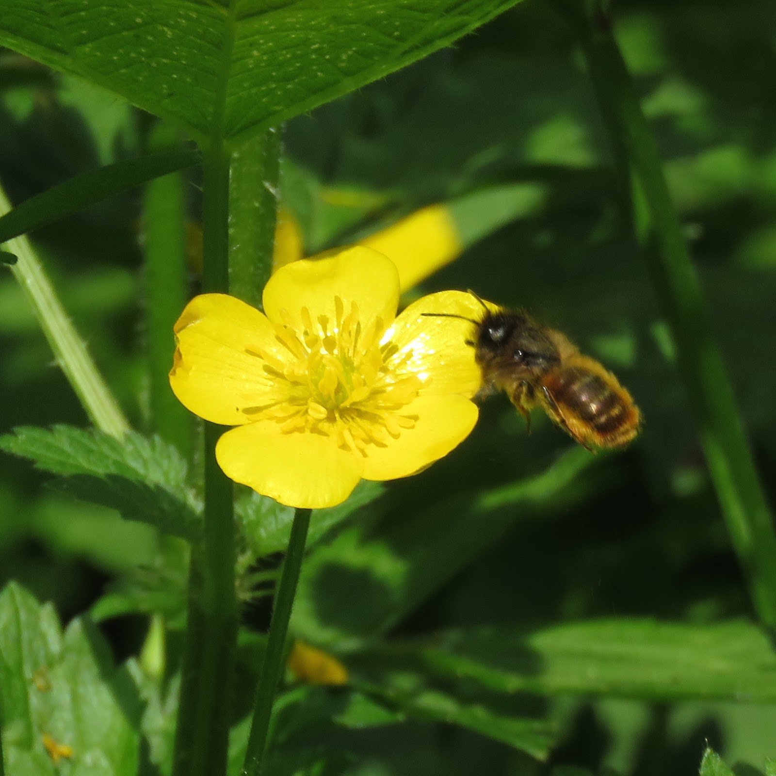 BugBlog: A solitary bee quartet