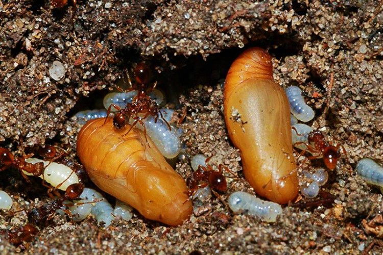 Alcon Mavi Kelebeği diğer adıyla Küçük Korubeni, Karınca larvası taklidi yapar.