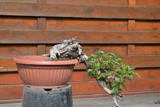 Yamadori, Prunus mahaleb, Deadwood