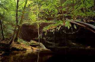 An image of forest in Dismals Canyon, Phil Campbell, AL