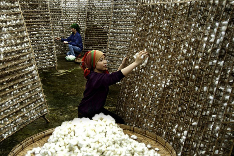 Thu hoạch kén tằm trên né