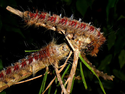Gastroplakaeis meridionalis caterpillar Gastroplakaeis meridionalis caterpillar