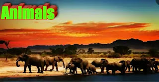 Animals Class 10 | Animals Class 10 Extra Questions