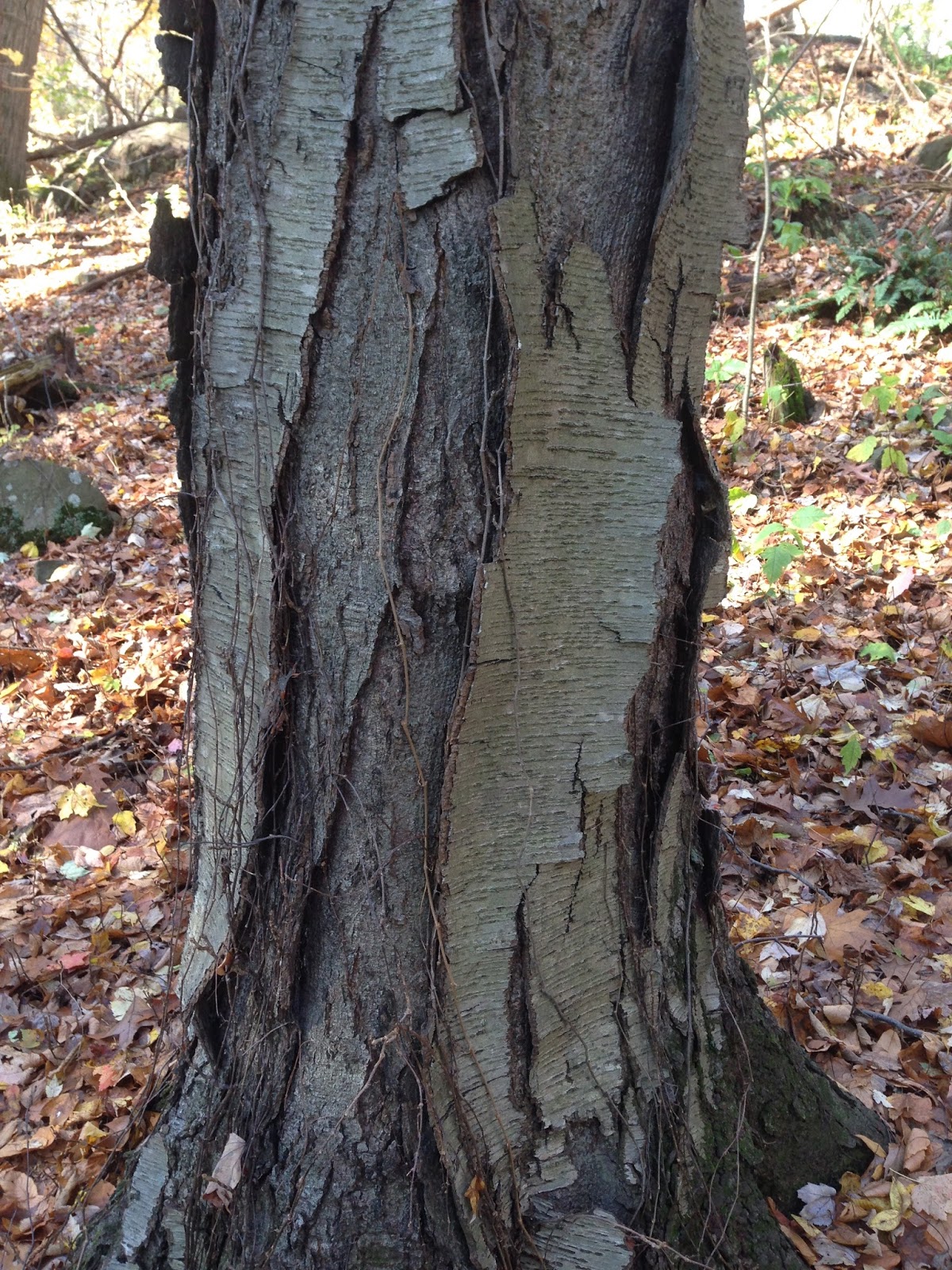 Birch Tree Id Help Please! Bushcraft USA Forums