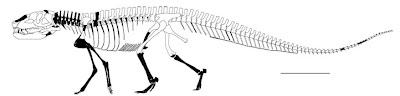 Postosuchus skeleton