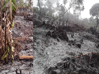 Mohoro : Un champ de bananes incendié, un jeune agriculteur désespéré