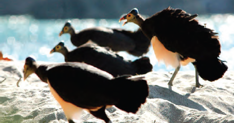 Potensi Sumber Daya Alam Dan Kemaritiman Indonesia