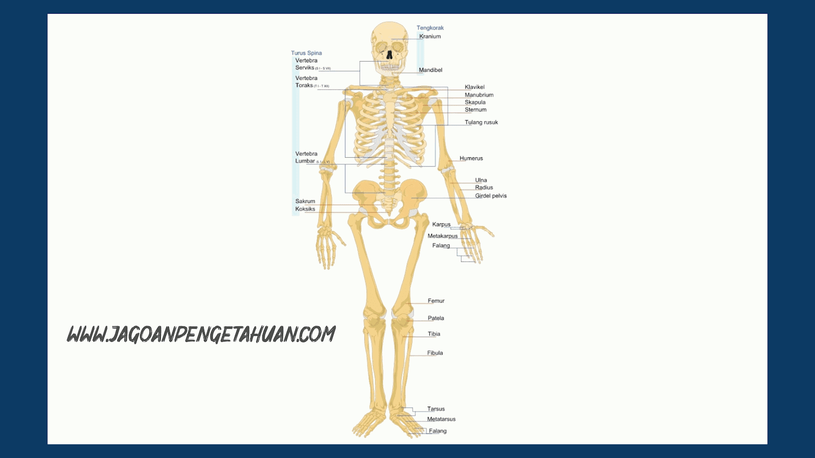 Скелет туловища конечностей. Скелет туловища и конечностей. Скелет головы и туловища. Скелет человека анатомия. Скелет головы туловища и конечностей.