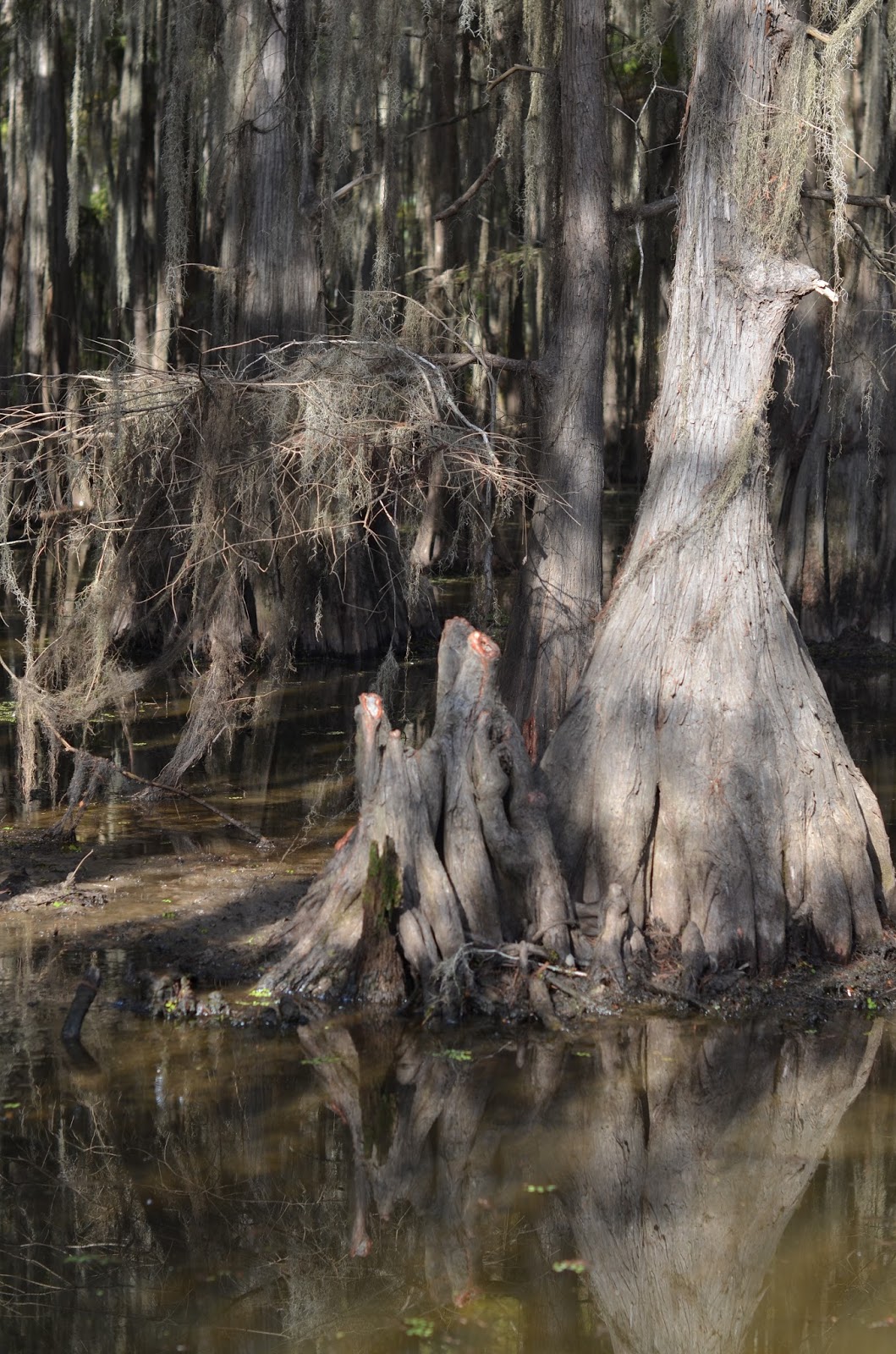 East Texas Swamp Tour Mommy's Treasures