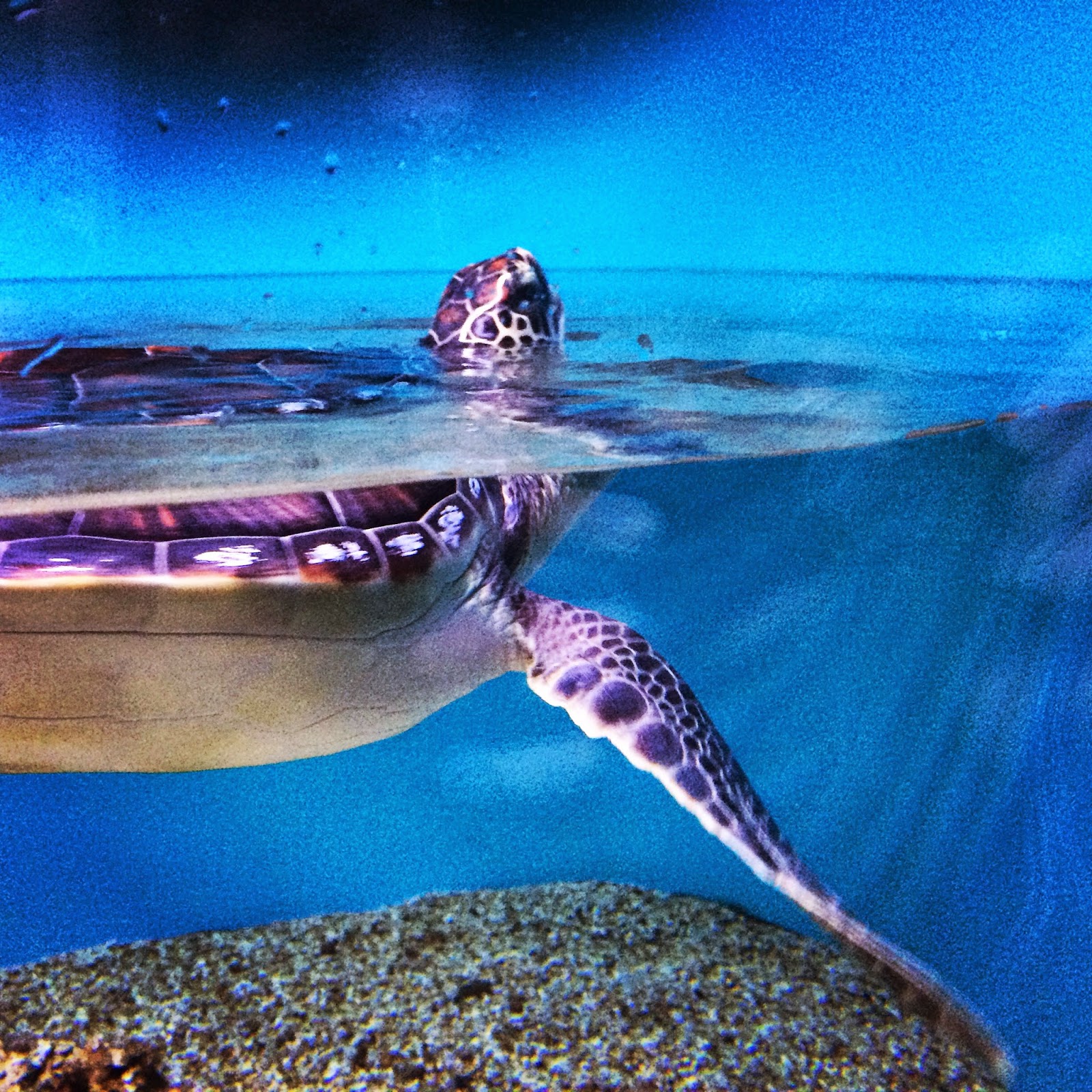 Sea Turtle Waikiki Aquarium
