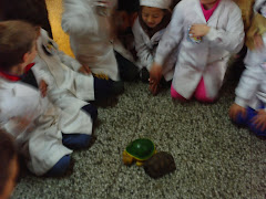 Conociendo las tortugas