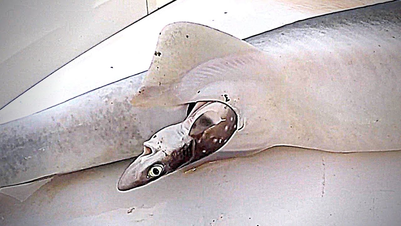 BIOLOGIA PARA A VIDA SUPER CLASSE PISCES (PEIXES)