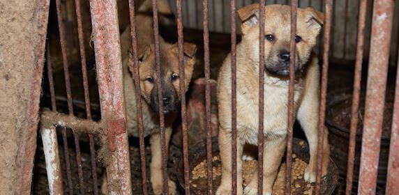 Stop Korean and Chinese Torture on dogs and cats