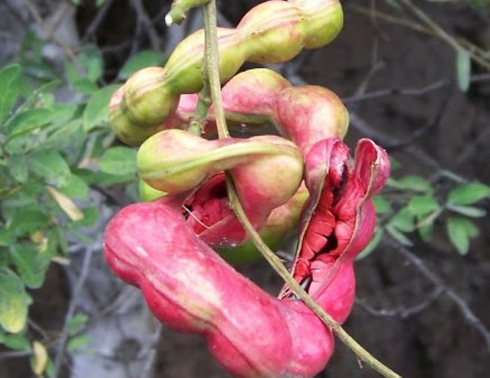 biji benih buah asem londo asam belanda buah merah 10 biji Sawahlunto