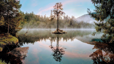 Wallpaper tree on the lake