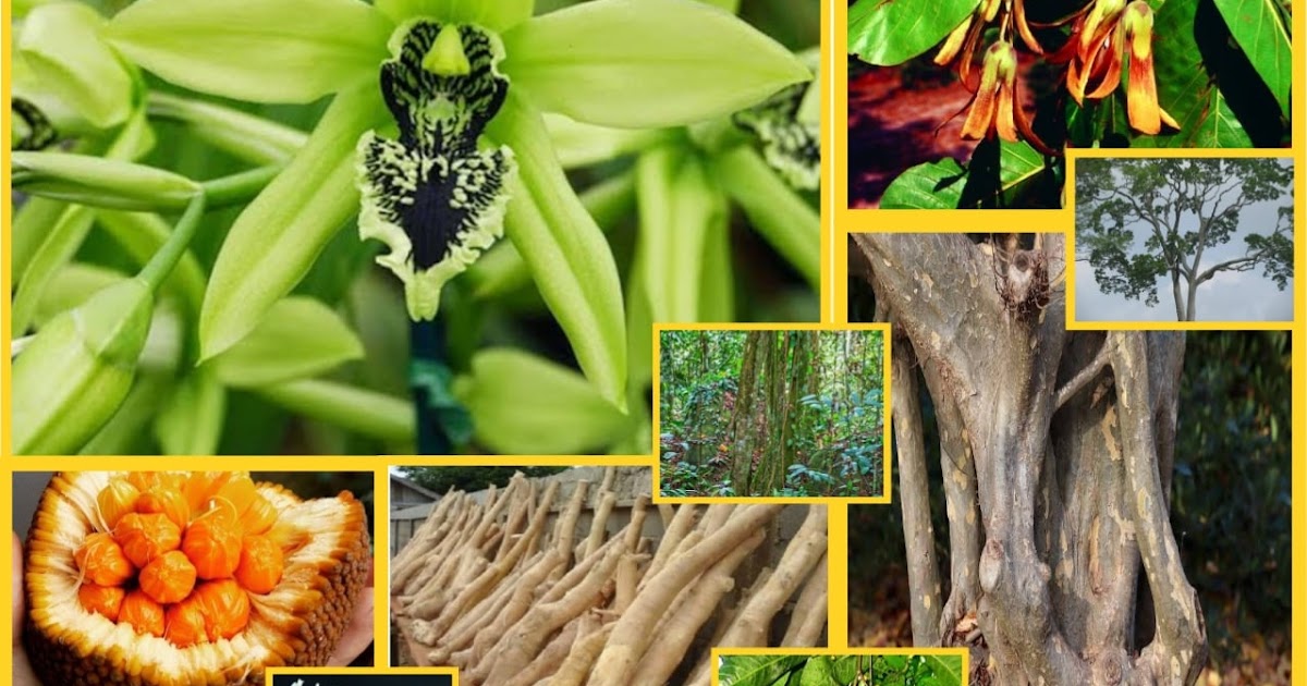 Daftar 15 Tumbuhan Endemik Kalimantan Dan Tumbuhan Langka Kalimantan Gen Sukses Media Daftar 15 Tumbuhan Endemik Kalimantan Dan Tumbuhan Langka Kalimantan Gen Sukses Media