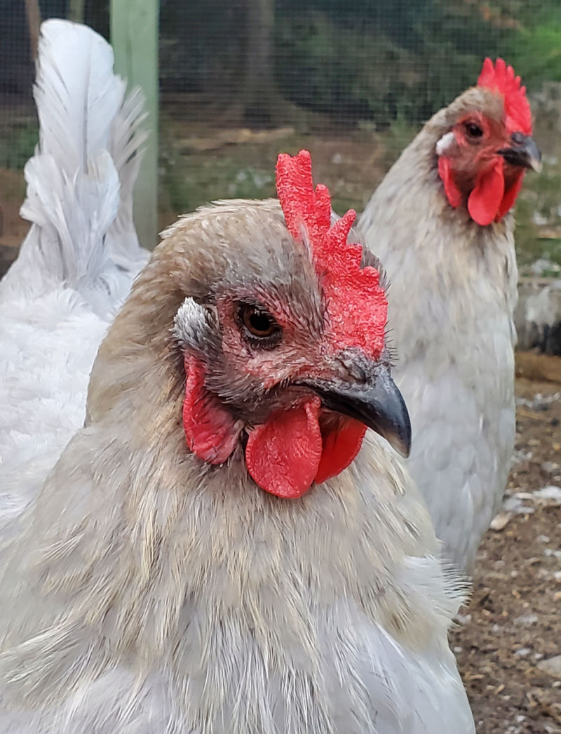 Help! My Chicken is Sick. What Should I Do? Fresh Eggs Daily® with Lisa Steele