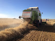 Cereal harvesting days... machinery has changed a lot / Cosecha de cereales... mucho ha cambiado la maquinaria