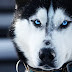 Why Siberian huskies have those brilliant baby blues