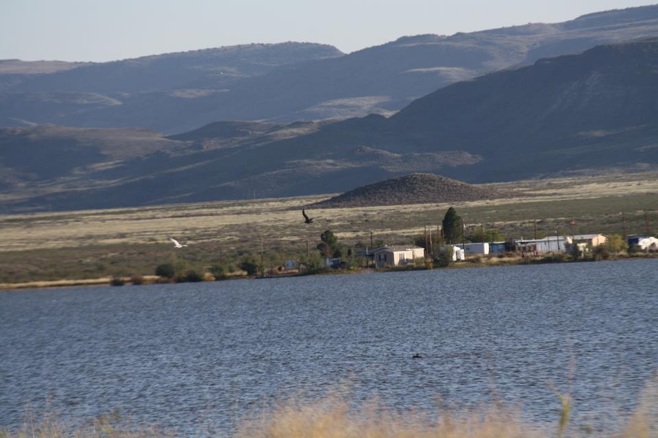 Big Bend Texas Nature Balmorhea mystery bird