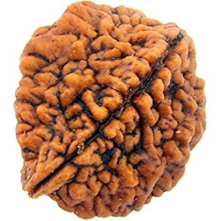 Ek Mukhi Rudraksh