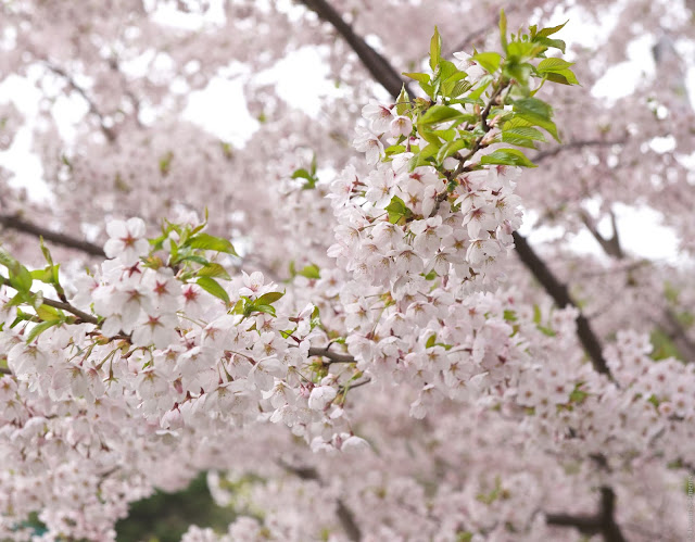 Sakura japan cherry blossom - цветение сакуры