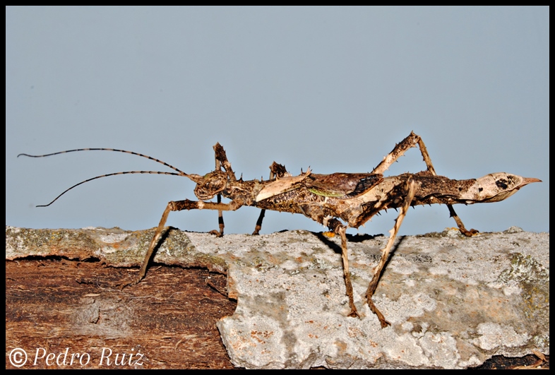 Hembra adulta de Haaniella erringtoniae, 10 cm de longitud Hembra adulta de Haaniella erringtoniae, 10 cm de longitud