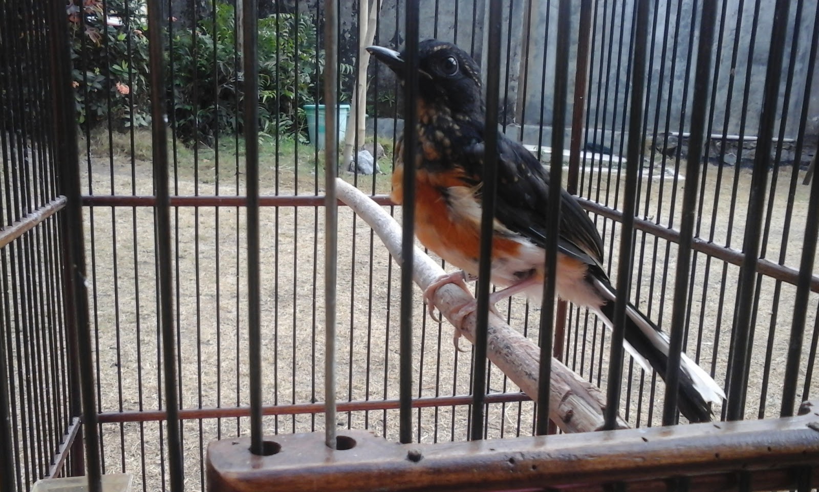 Tips Dan Cara Perawatan Murai Batu Mabung Pertama Paling Tips Dan Cara Perawatan Murai Batu Mabung Pertama Paling