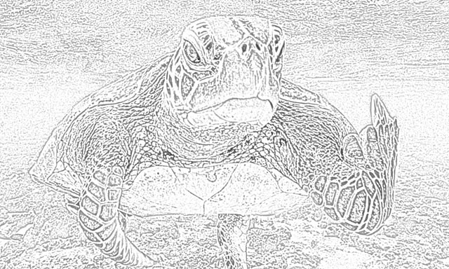 turtle free printable coloring pages holiday.filminspector.com