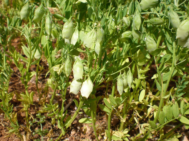 METIDO EN JARDINES Productos autóctonos Lenteja