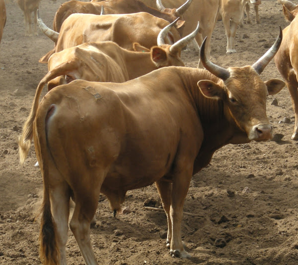 n'dama cattle, about n'dama cattle, n'dama cattle breed, n'dama cattle breed info, n'dama cattle breed facts, n'dama cattle behavior, n'dama cattle care, caring n'dama cattle, n'dama cattle color, n'dama cattle characteristics, n'dama cattle facts, n'dama cattle for milk, n'dama cattle for meat, n'dama cattle history, n'dama cattle info, n'dama cattle images, n'dama cattle milk, n'dama cattle meat, n'dama cattle origin, n'dama cattle pictures, n'dama cattle photos, n'dama cattle rarity, raising n'dama cattle, n'dama cattle rearing, n'dama cattle size, n'dama cattle temperament, n'dama cattle uses, n'dama cattle weight