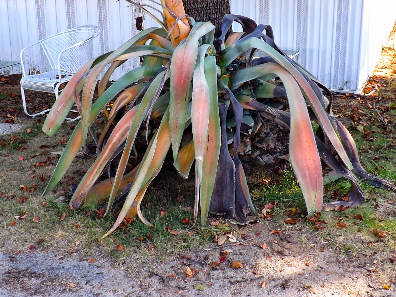 Connections More Magnificent Plant Dies