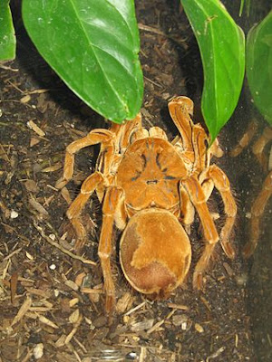 biggest spiders, biggest spiders in world, biggest spiders in the world, giant spiders from australia, biggest australian spider, biggest spiders in australia, giant spiders movie, giant spiders halloween, biggest michigan spiders, giant spiders for halloween decorations,