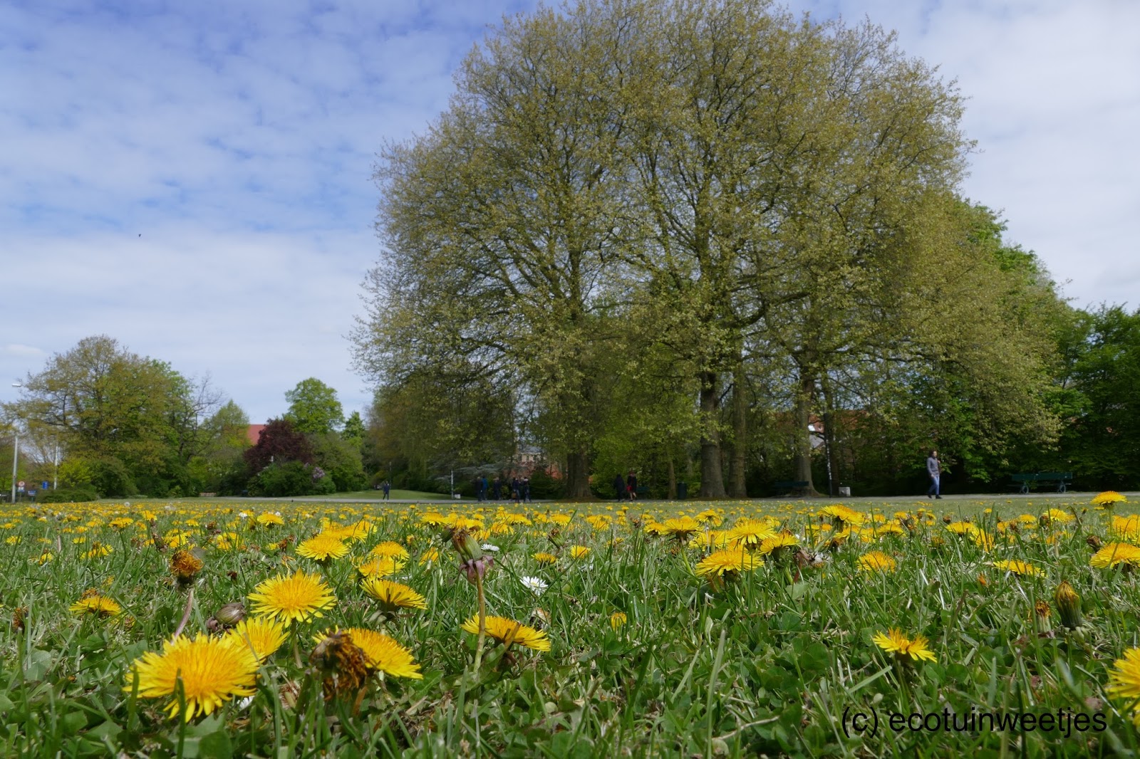 Ecotuinweetjes Paardenbloemen brengen leven in je