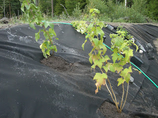 Planteringar%2B%25284%2529 - Trött av trädgårdsarbete