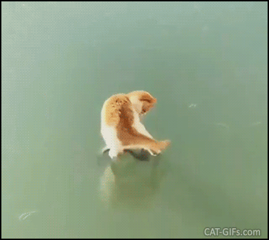 Hilarious Cat GIF • Epic FAIL! Funny Cat tries desperately to catch fish stuck in frozen pond Hilarious Cat GIF • Epic FAIL! Funny Cat tries desperately to catch fish stuck in frozen pond