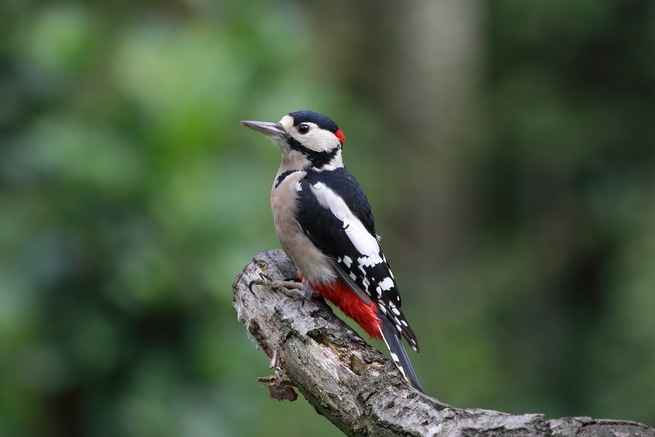 Gartenbuddelei Vögel füttern im Sommer?