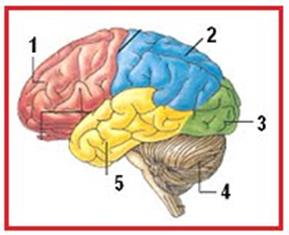 SOAL 1 PENILAIAN HARIAN SISTEM SARAF PADA MANUSIA - Biologine Pak ...