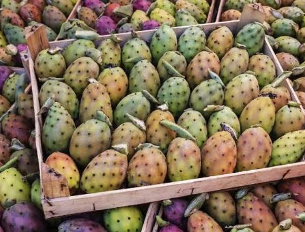 أهم فوائد التين الشوكي أهم فوائد التين الشوكي