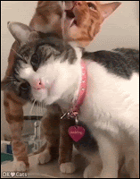 Funny Cat GIF • Problem: 2 thirsty cats want to drink water from faucet at the same time [cat-gifs.com]
