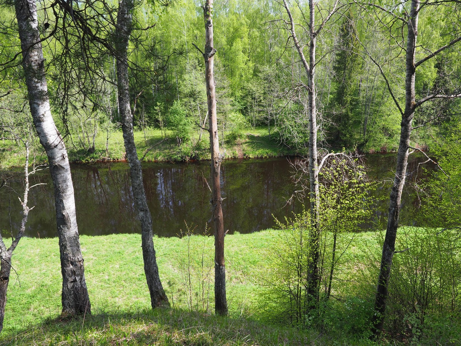 Река птичья