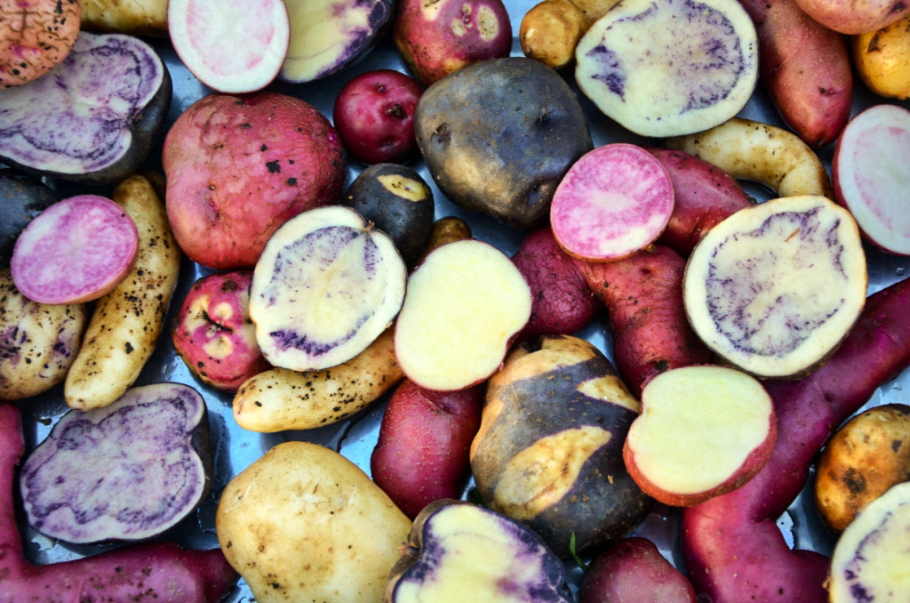 4000 Different Types of Potatoes in Peru Peruvian Potatoes Amazing