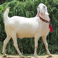 Aik Bakray Ki Aap Beti Jesay Aik Din Qurban Hona Tha