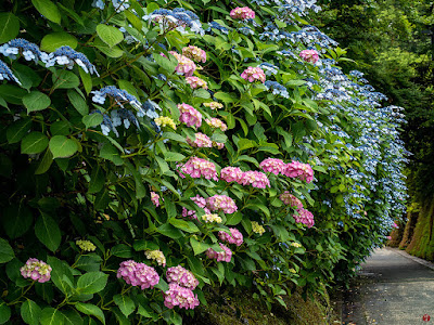 Ajisai (Hydrangea) flowers: Chojyu-ji