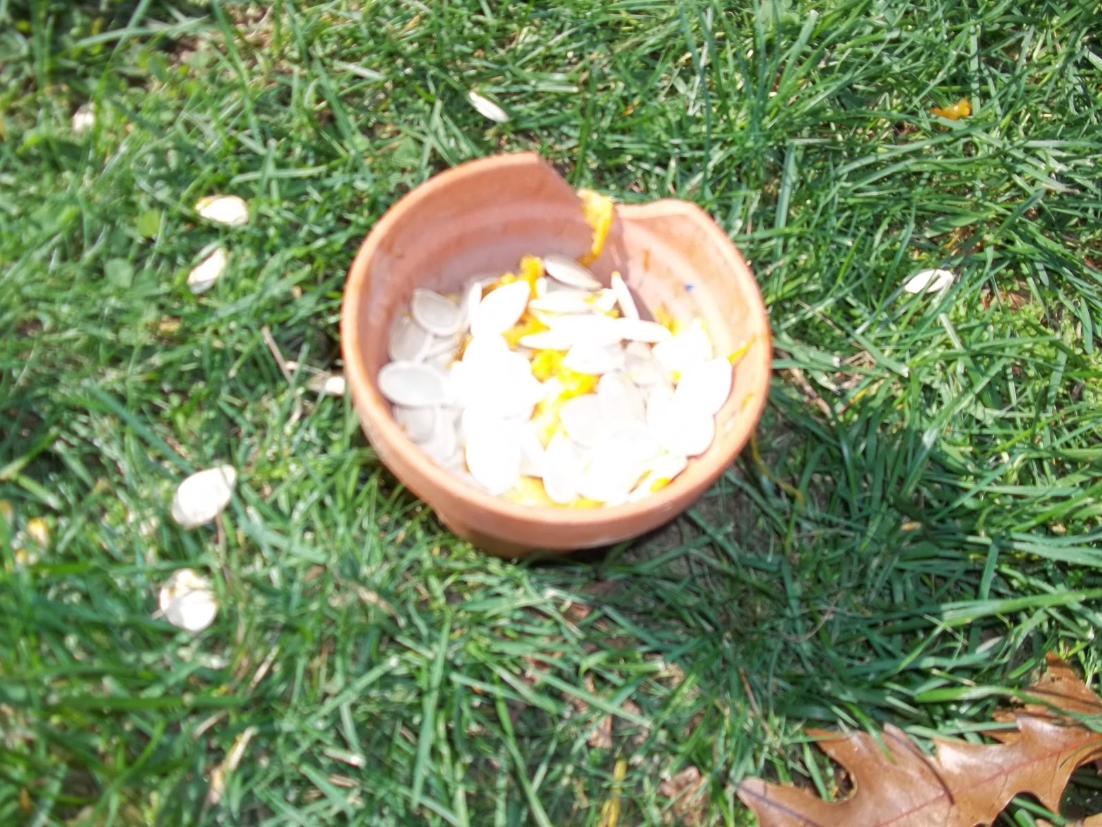 Halloween Turnip? Why do we carve JackOlanterns and How to Carve a