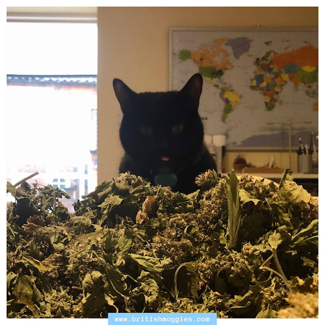 pile of catnip with cat, Parsley in the catnip heap, catnip, dried catnip, packing catnip