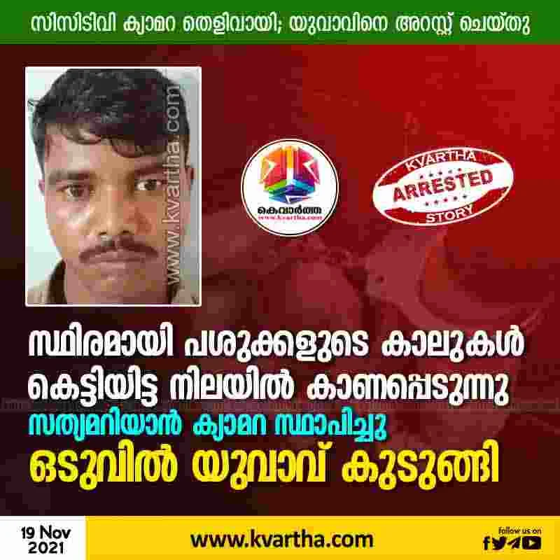 Malappuram, Kerala, News, Top-Headlines, Arrest, CCTV, Cow, Animals, Assault, Arrested, Police, Bangal, Youth, Court, Assault case; Young man arrested.