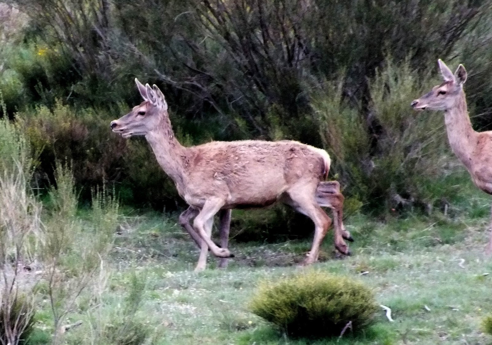 La montaña palentina: Peña Redonda desde Rebanal de las Llantas